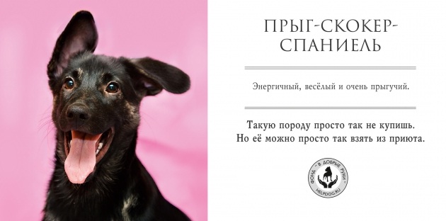 Социальная реклама о бездомных собаках,прикольные картинки,приколы